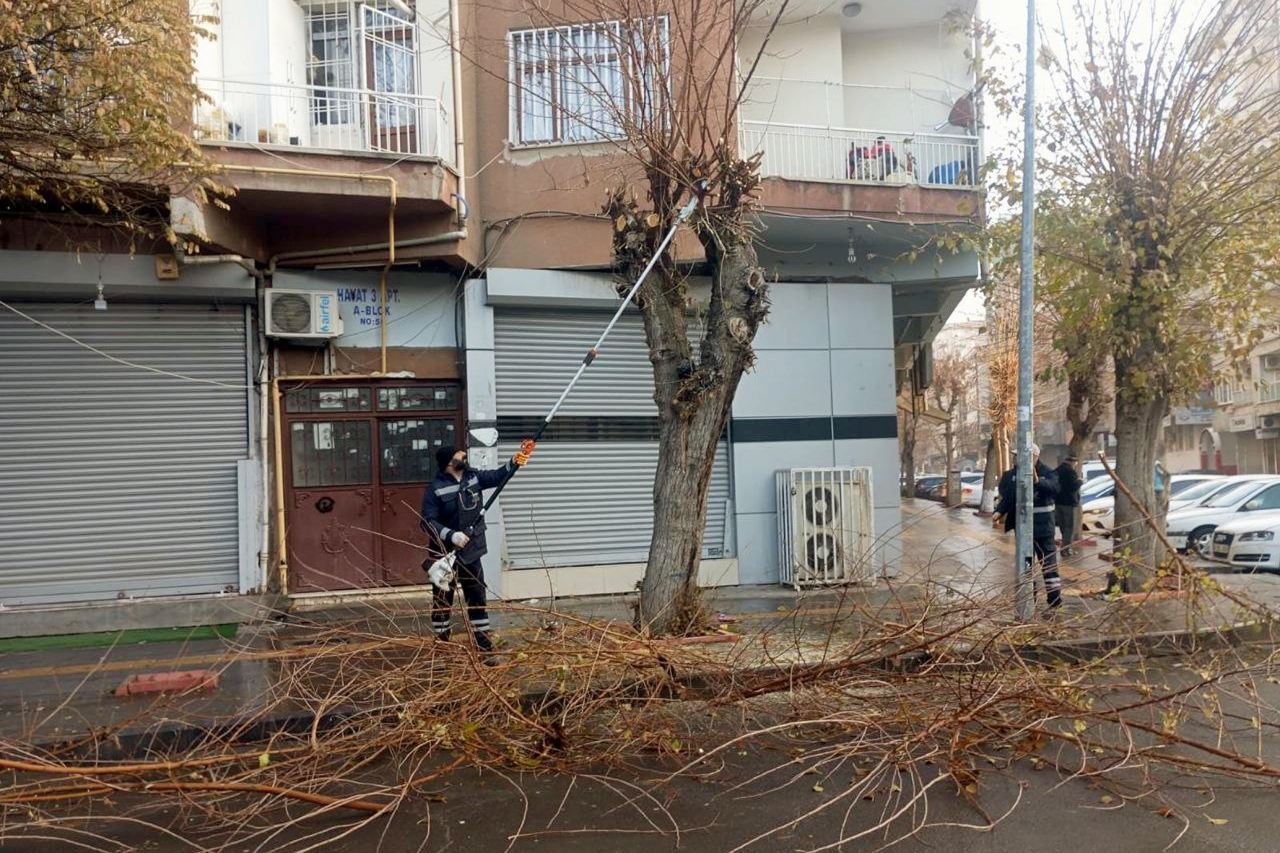  Budanan Ağaç Dalları Tandırlar İçin Yakacak Oluyor