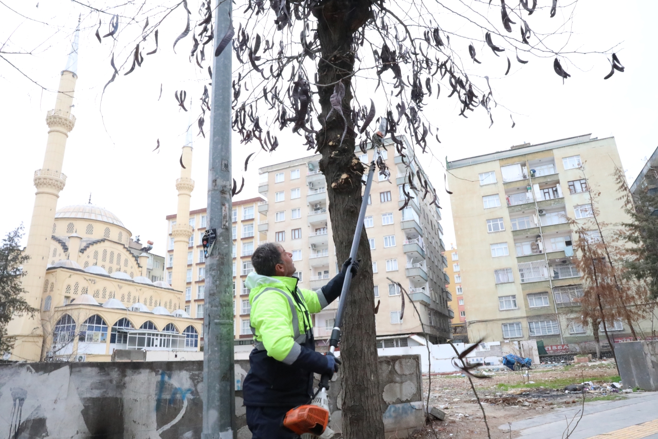  Ofis Kurt İsmail Paşa ve Mehmetçik Sokak'ta Ağaç Budama Çalışması