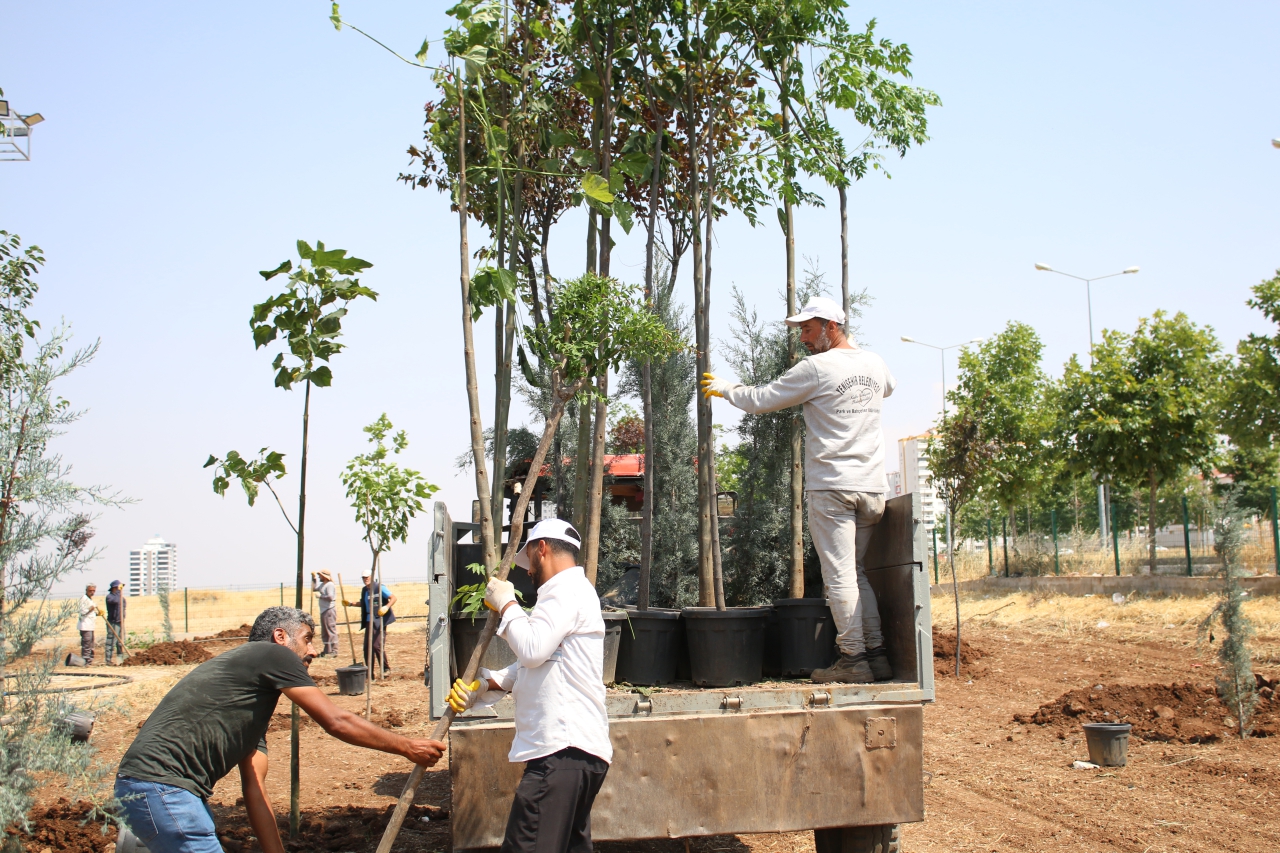 Lavanta Parkı’nda Ağaçlandırma ve Yenileme Çalışmaları Sürüyor