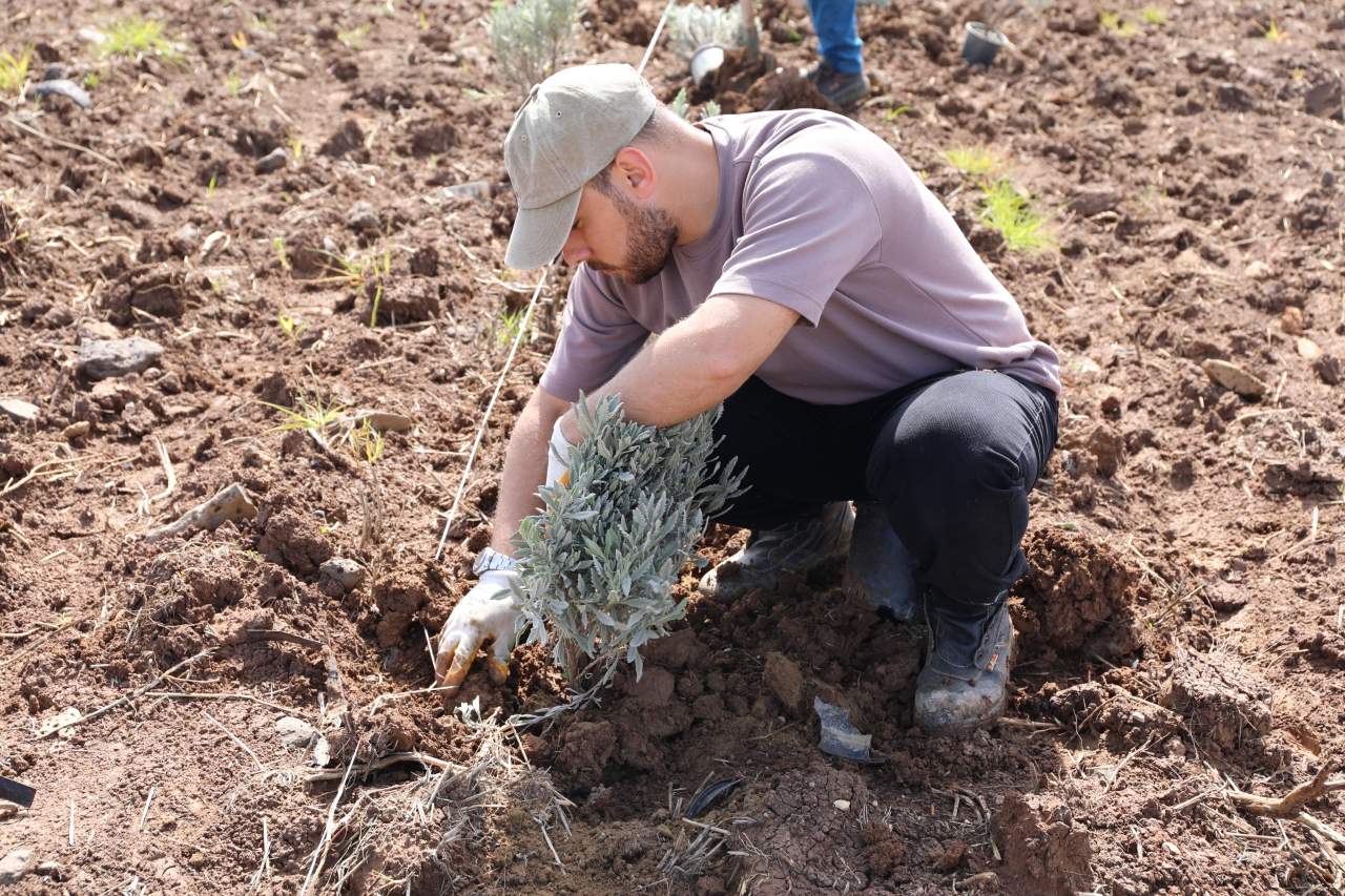 Yenişehir’de Lavanta Mevsimi Başlıyor