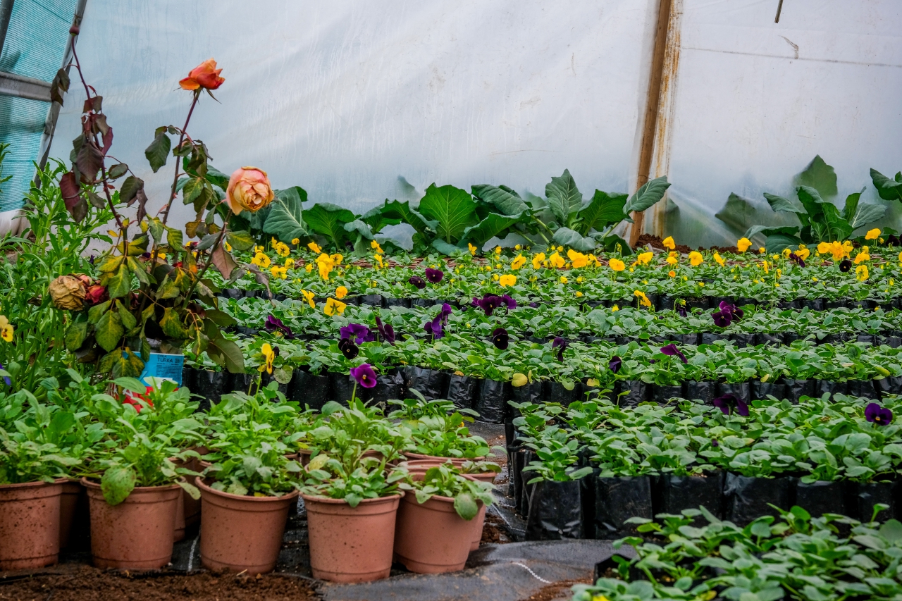 Dışarıda Kış, Seramızda Bahar: Binevşler Çiçek Açtı