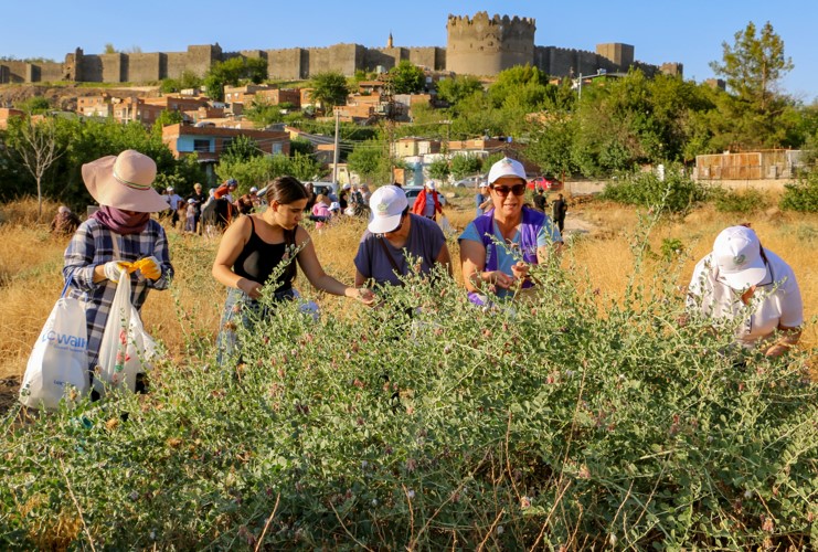 Diyarbakır – Kadınlar, tarihi surların eteğinde kapari topladı