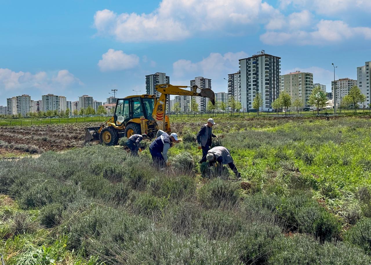 Lavanta Parkını Yeniliyoruz: Yeni Haliyle Yenişehir'e Nefes Aldıracak