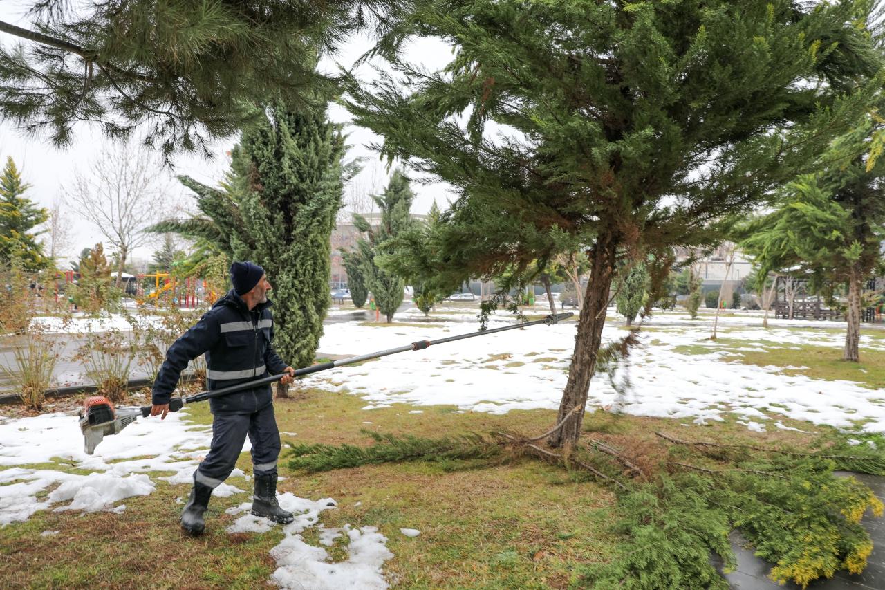 Kardan Zarar Gören Ağaçlarda Budama Çalışması
